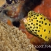 boxfish_yellow_rr_sur_h_0776_tha2271.jpg